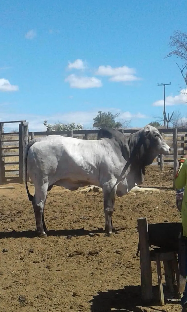 Fazenda à venda de 580 ha em Oliveira dos Brejinhos, BA, Brasil