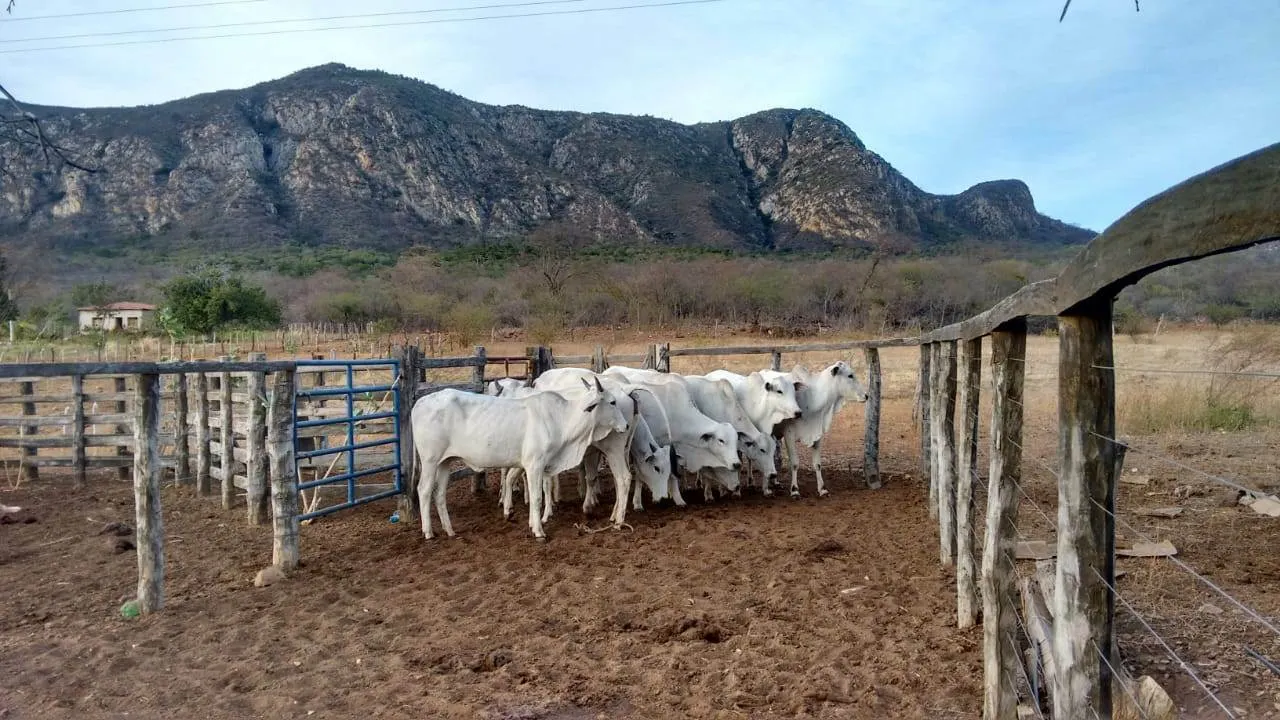 Fazenda à venda de 580 ha em Oliveira dos Brejinhos, BA, Brasil