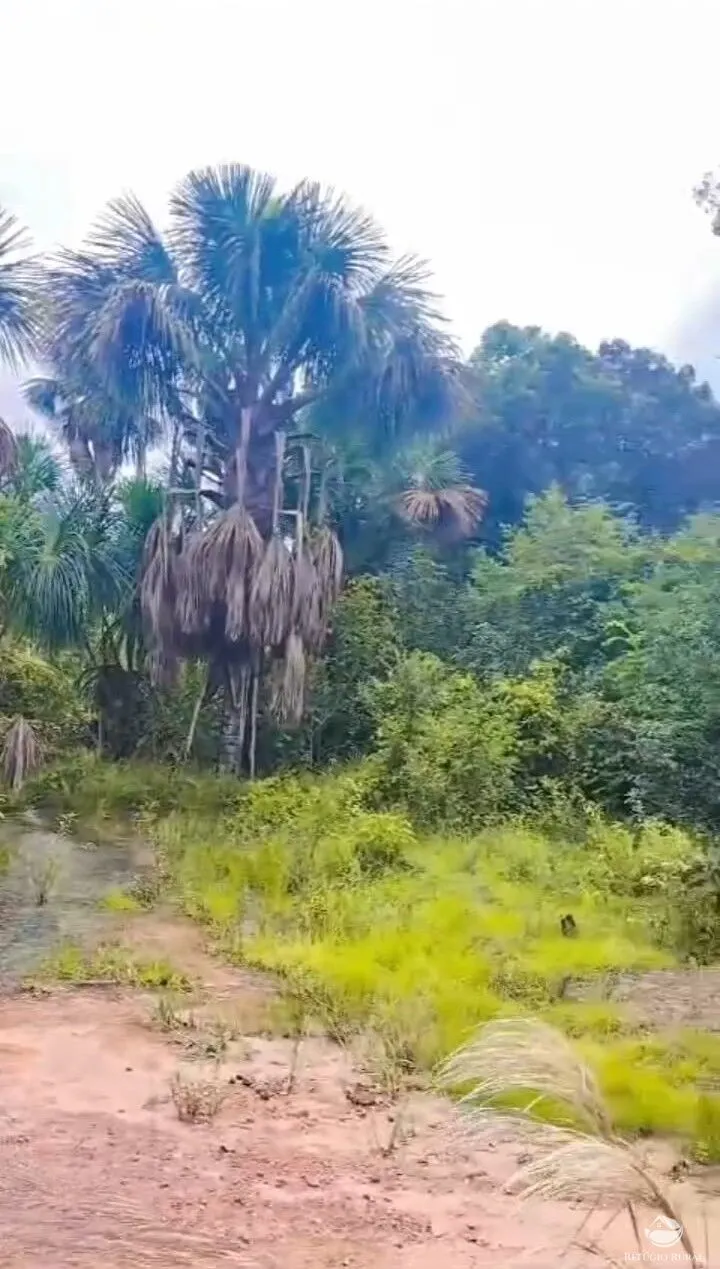 Farm for sale of 14,826 acres in Grajaú, MA, Brazil