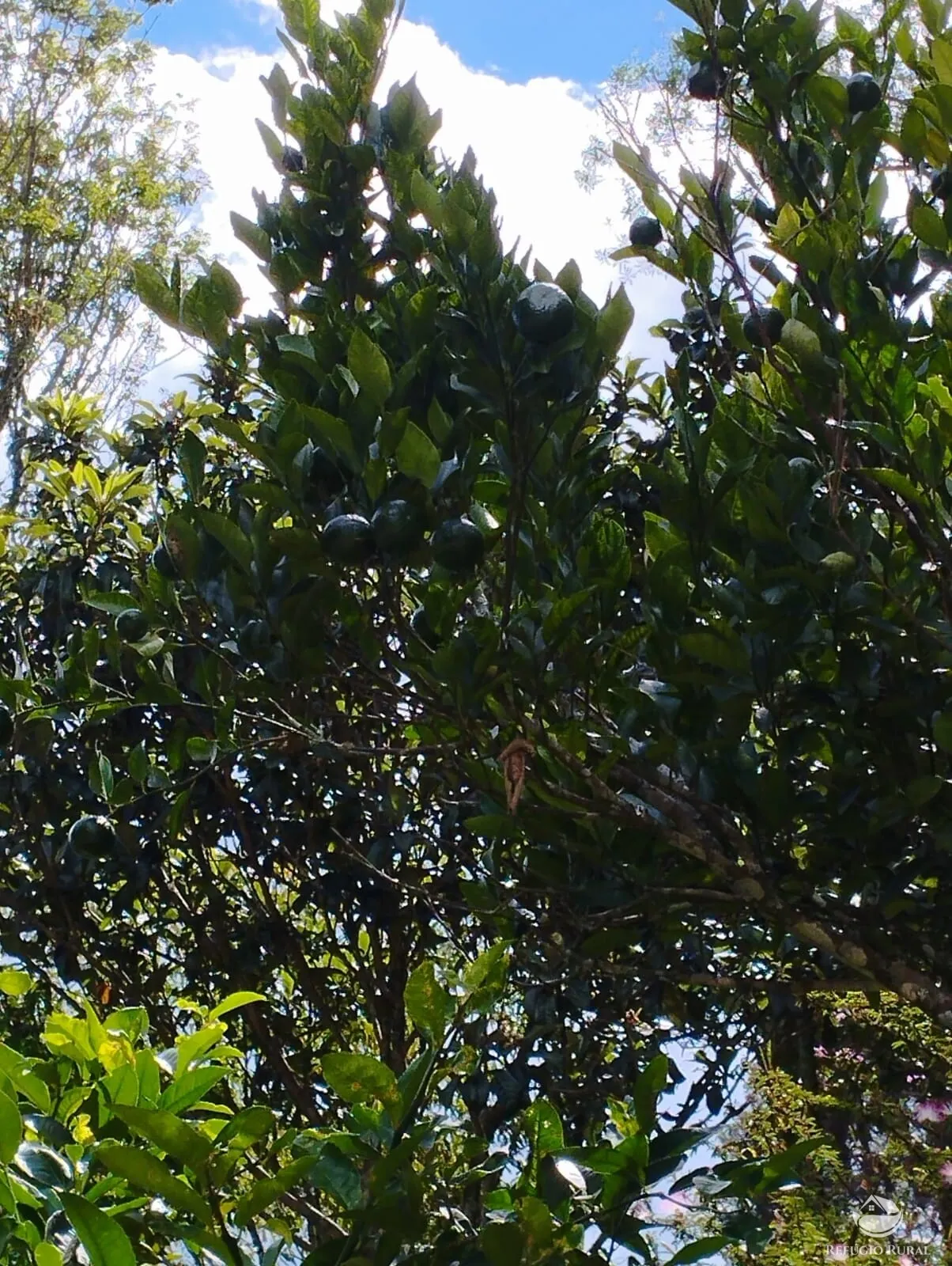 Chácara à venda de 1 ha em São José dos Campos, SP, Brasil