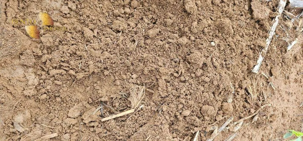 Fazenda à venda e para Arrendar de 310 ha em Tapurah, MT, Brasil