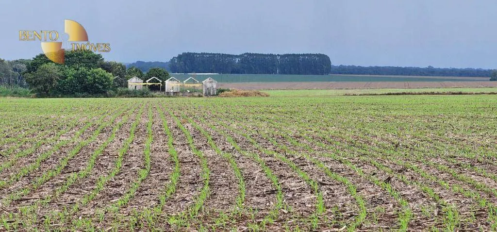 Fazenda à venda e para Arrendar de 310 ha em Tapurah, MT, Brasil