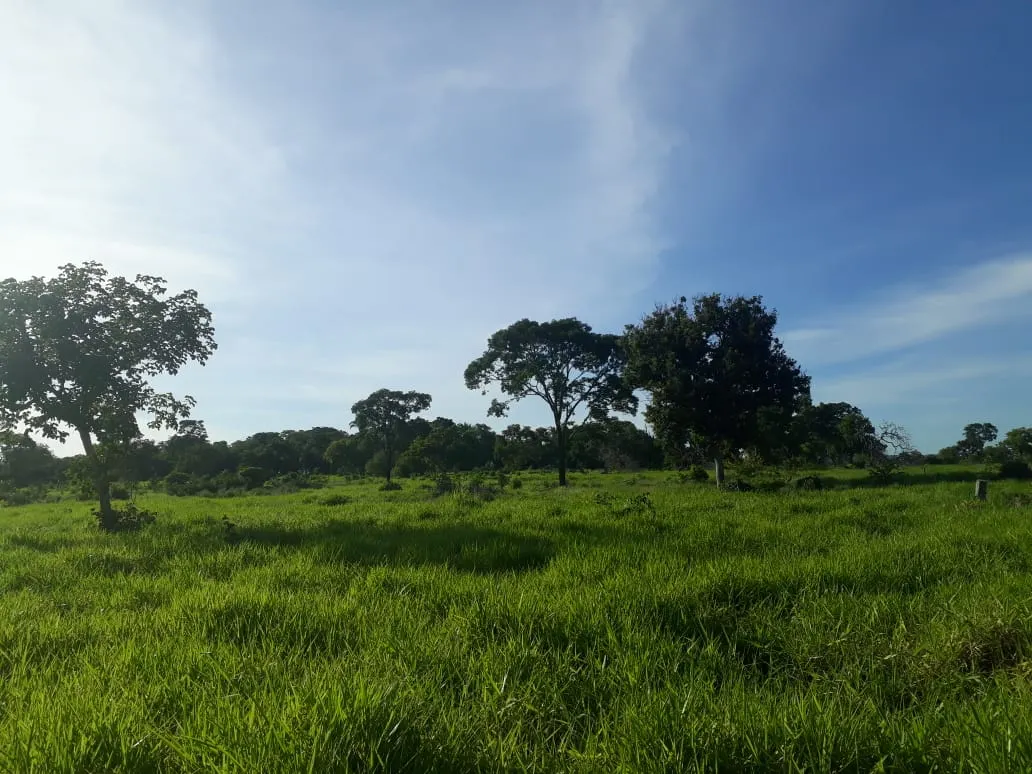 Fazenda à venda de 550 ha em Santo Antônio do Leverger, MT, Brasil