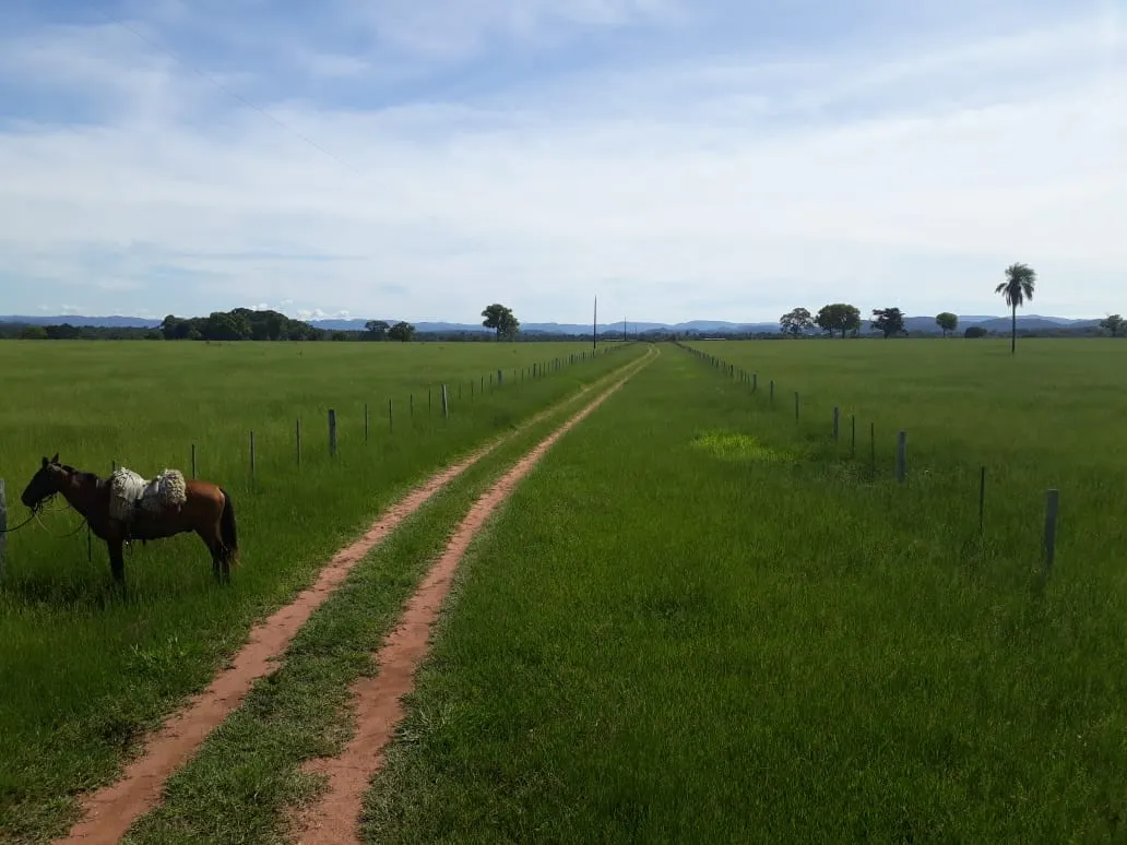 Fazenda à venda de 550 ha em Santo Antônio do Leverger, MT, Brasil