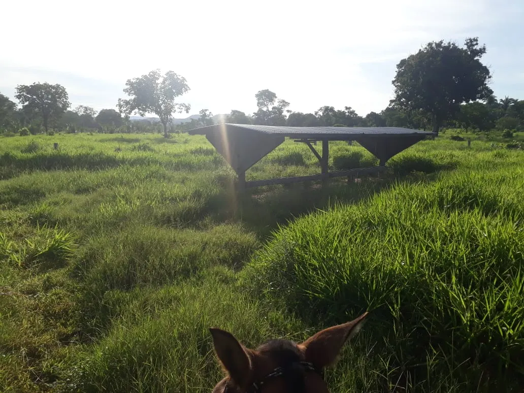 Fazenda à venda de 550 ha em Santo Antônio do Leverger, MT, Brasil