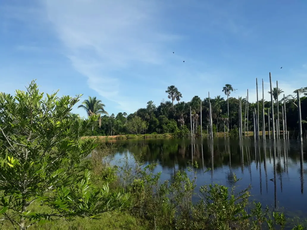 Fazenda à venda de 550 ha em Santo Antônio do Leverger, MT, Brasil
