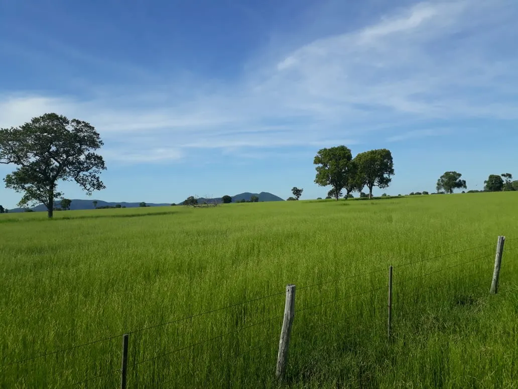 Fazenda à venda de 550 ha em Santo Antônio do Leverger, MT, Brasil