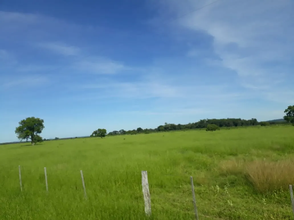 Fazenda à venda de 550 ha em Santo Antônio do Leverger, MT, Brasil