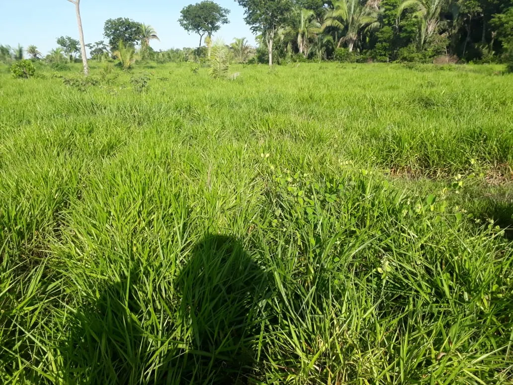 Fazenda à venda de 550 ha em Santo Antônio do Leverger, MT, Brasil