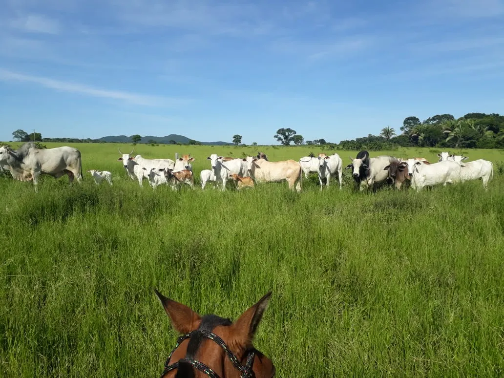 Fazenda à venda de 550 ha em Santo Antônio do Leverger, MT, Brasil