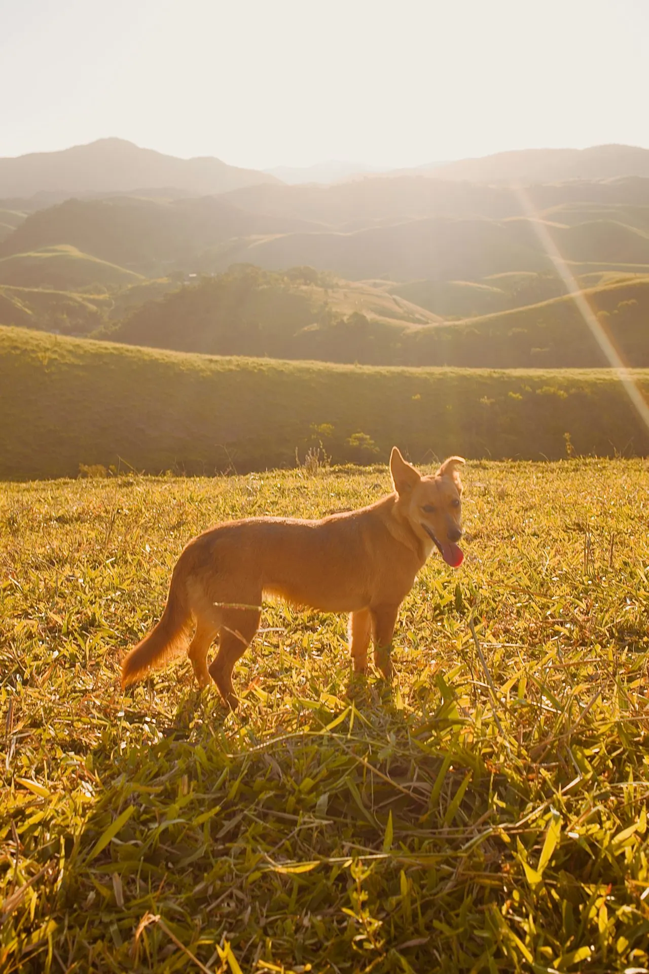 Fazenda à venda de 210 ha em Valença, RJ, Brasil
