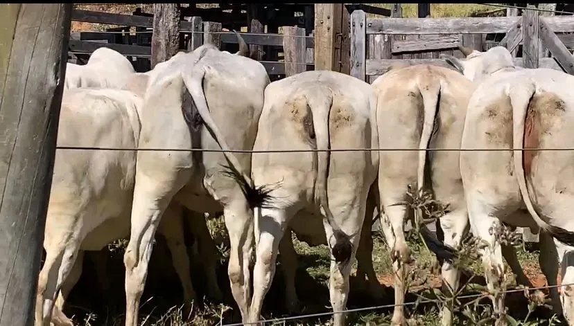 Fazenda à venda de 210 ha em Valença, RJ, Brasil
