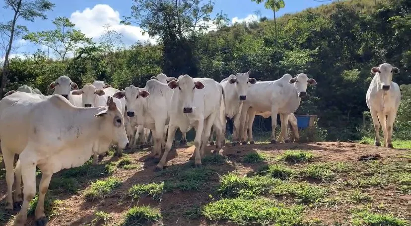 Fazenda à venda de 210 ha em Valença, RJ, Brasil