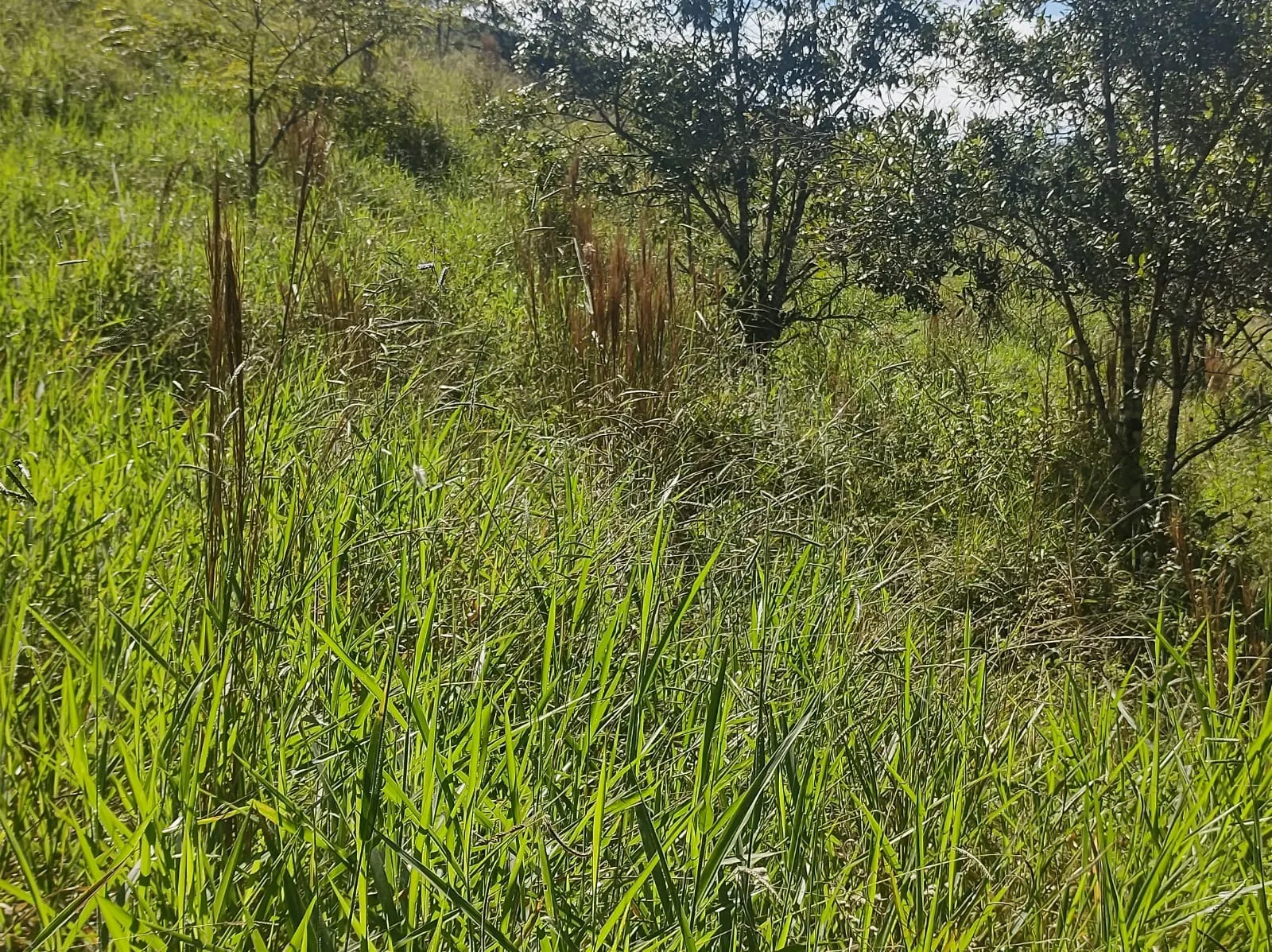 Chácara à venda de 2 ha em São José dos Campos, SP, Brasil
