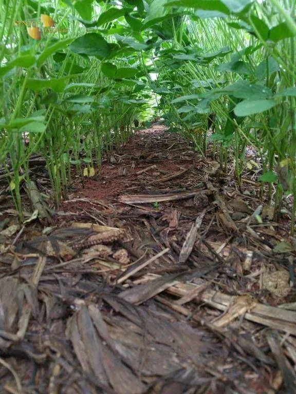 Fazenda à venda de 5.468 ha em Nova Maringá, MT, Brasil