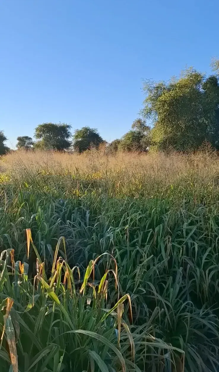 Fazenda à venda de 3.700 ha em Colonia Neuland, Paraguai