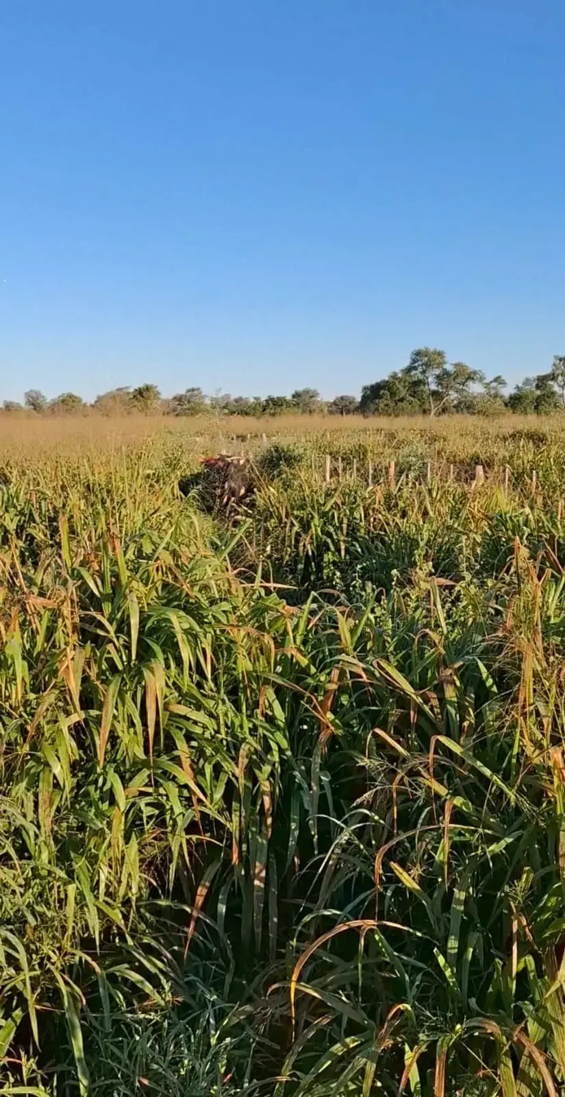 Fazenda à venda de 3.700 ha em Colonia Neuland, Paraguai