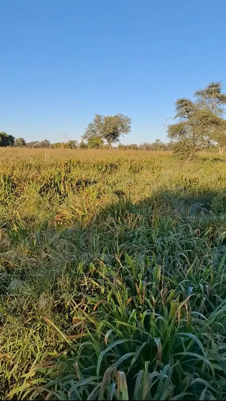 Fazenda à venda de 3.700 ha em Colonia Neuland, Paraguai