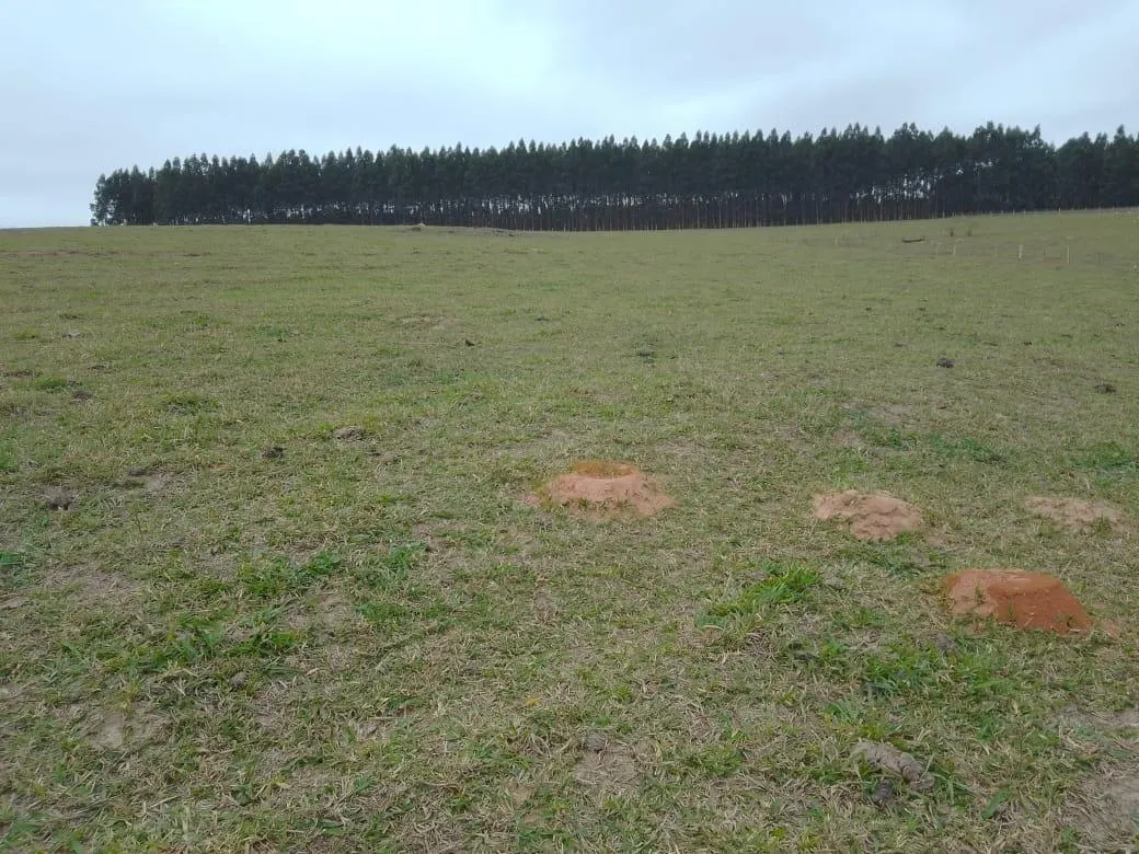 Small farm for sale of 8 acres in Piracicaba, SP, Brazil