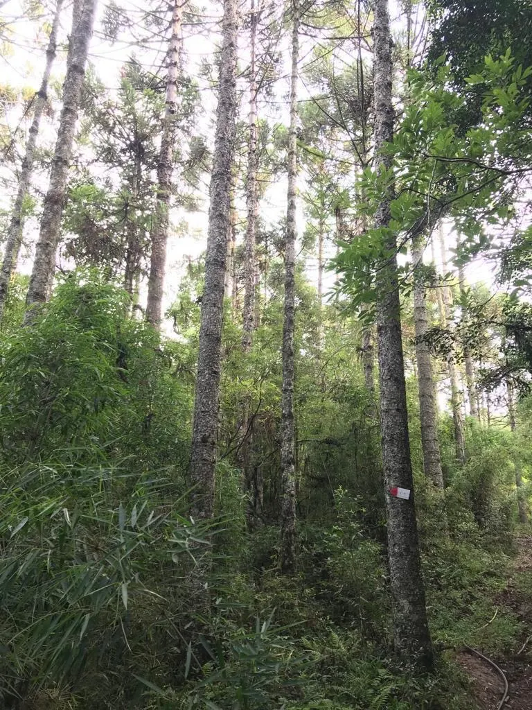 Fazenda à venda de 361 ha em Pinhal da Serra, RS, Brasil