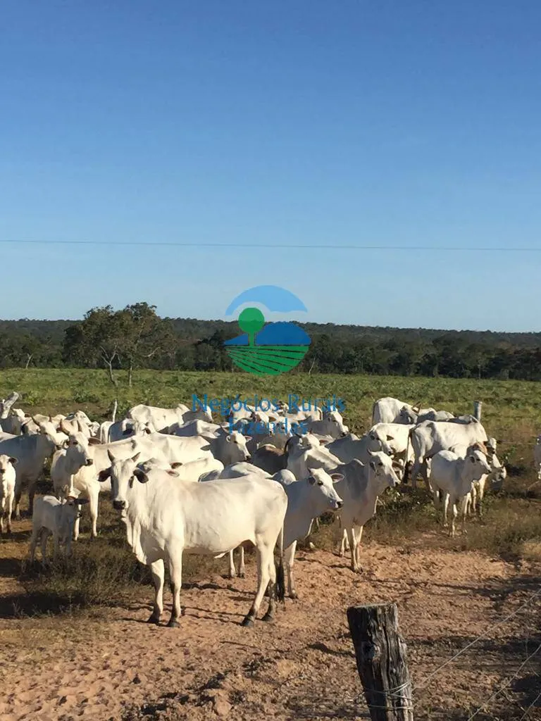 Fazenda à venda de 774 ha em Conceição do Tocantins, TO, Brasil