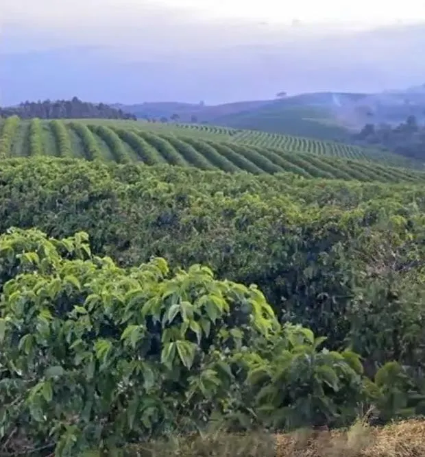 Fazenda à venda de 397 ha em Caconde, SP, Brasil