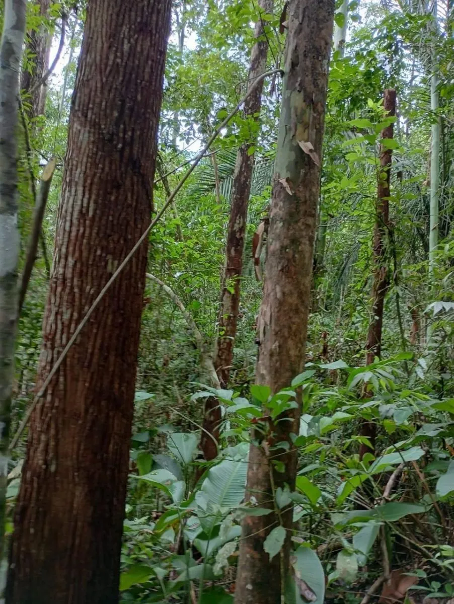 Fazenda à venda de 1.867 ha em Jacupiranga, SP, Brasil