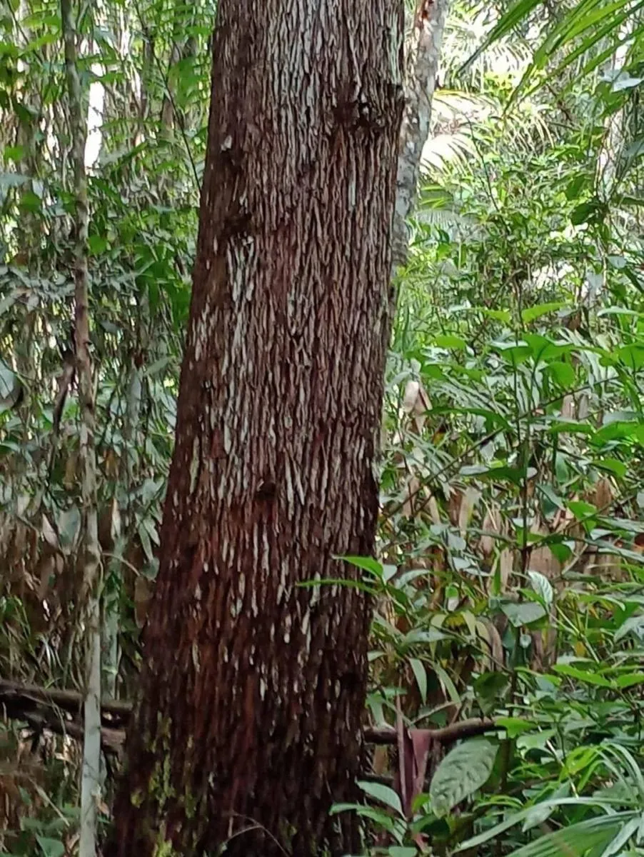 Fazenda à venda de 1.867 ha em Jacupiranga, SP, Brasil