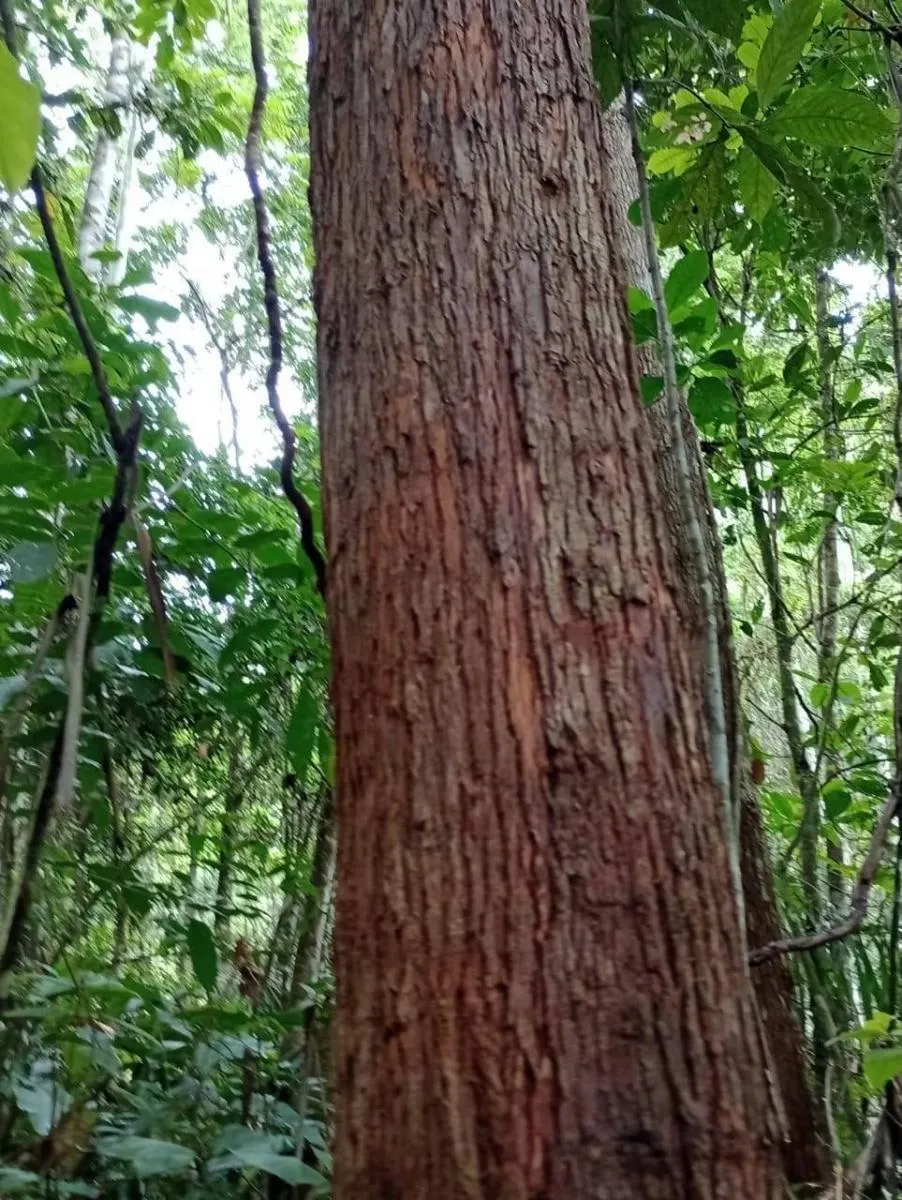 Fazenda à venda de 1.867 ha em Jacupiranga, SP, Brasil