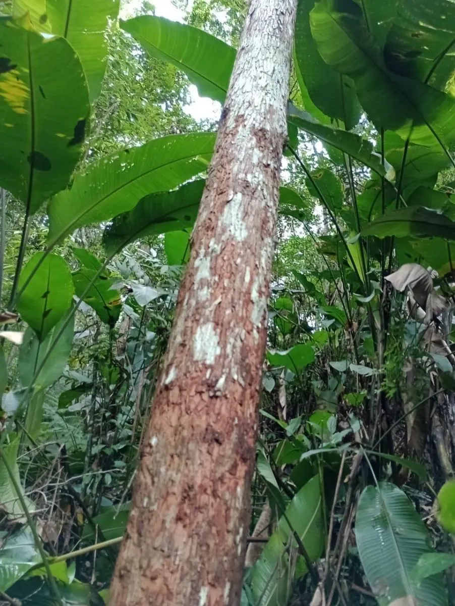 Fazenda à venda de 1.867 ha em Jacupiranga, SP, Brasil