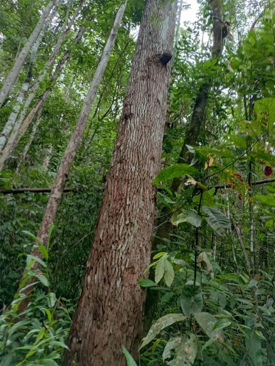 Fazenda à venda de 1.867 ha em Jacupiranga, SP, Brasil