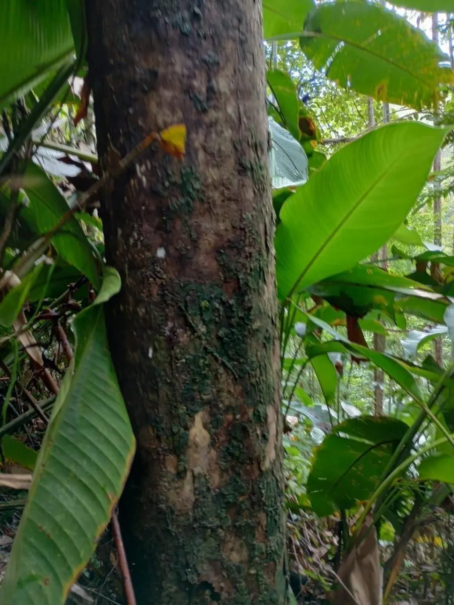 Fazenda à venda de 1.867 ha em Jacupiranga, SP, Brasil