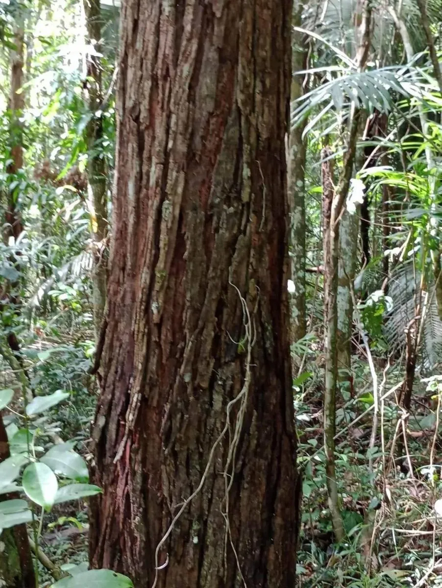 Fazenda à venda de 1.867 ha em Jacupiranga, SP, Brasil