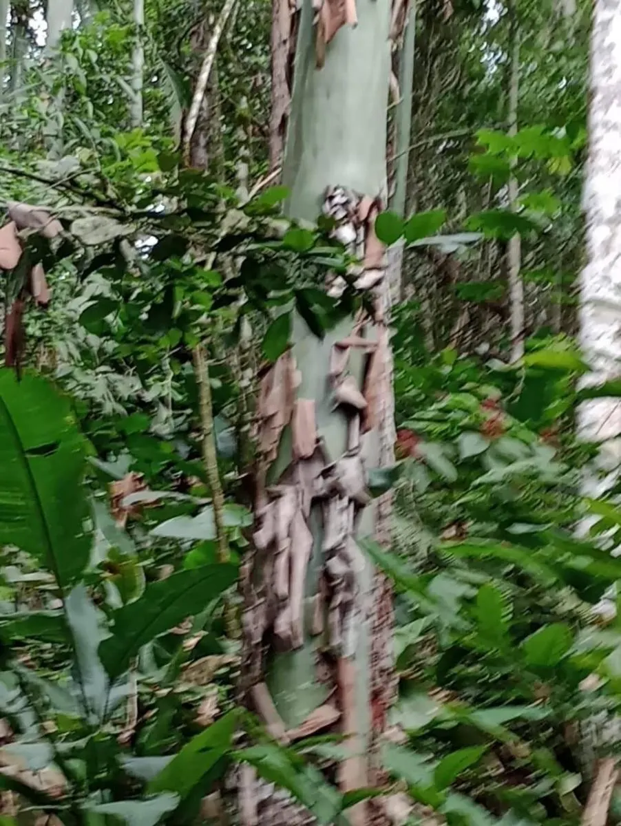 Fazenda à venda de 1.867 ha em Jacupiranga, SP, Brasil
