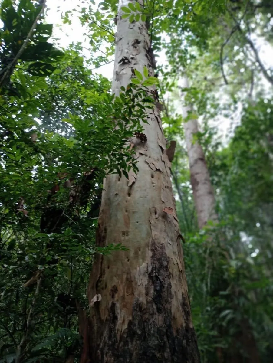 Fazenda à venda de 1.867 ha em Jacupiranga, SP, Brasil