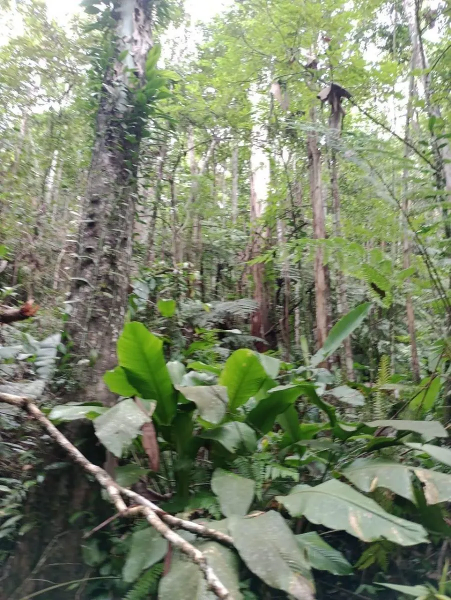 Fazenda à venda de 1.867 ha em Jacupiranga, SP, Brasil