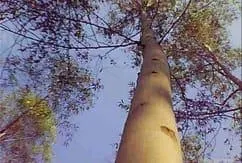 Fazenda à venda de 1.867 ha em Jacupiranga, SP, Brasil