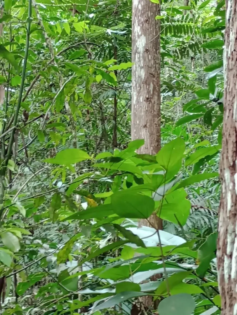 Fazenda à venda de 1.867 ha em Jacupiranga, SP, Brasil