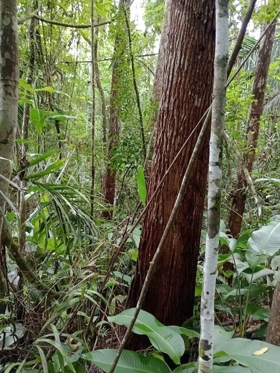 Fazenda à venda de 1.867 ha em Jacupiranga, SP, Brasil