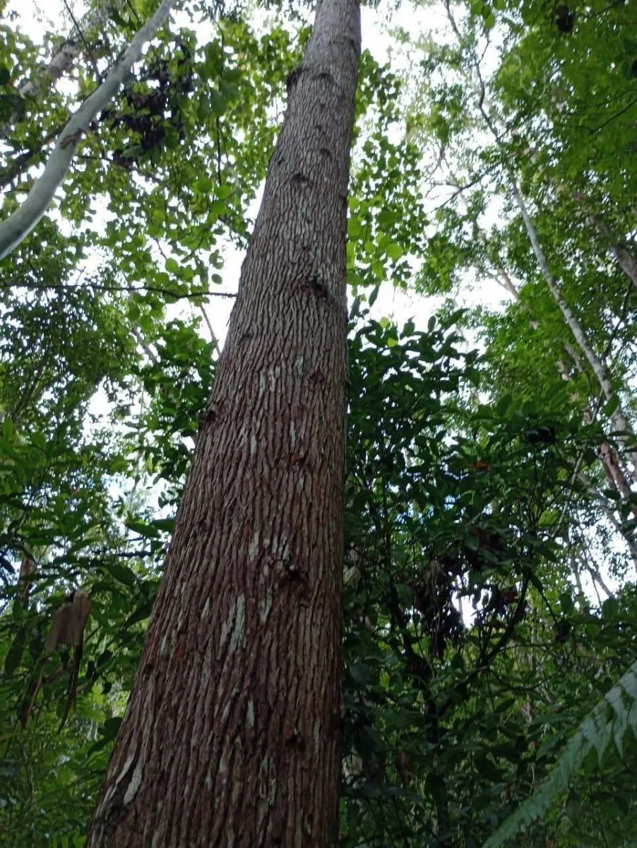 Fazenda à venda de 1.867 ha em Jacupiranga, SP, Brasil