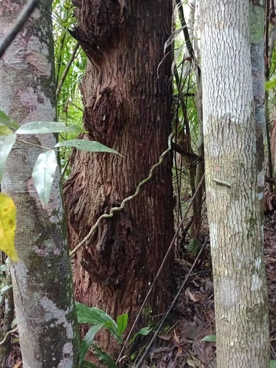 Fazenda à venda de 1.867 ha em Jacupiranga, SP, Brasil