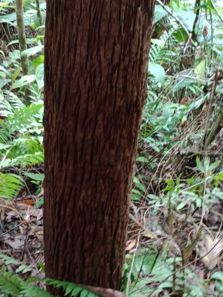 Fazenda à venda de 1.867 ha em Jacupiranga, SP, Brasil