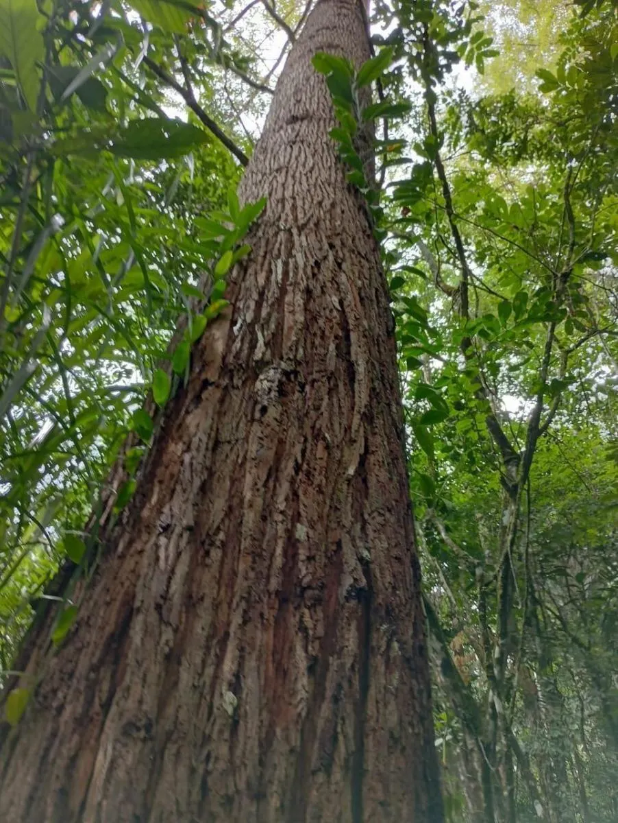 Fazenda à venda de 1.867 ha em Jacupiranga, SP, Brasil
