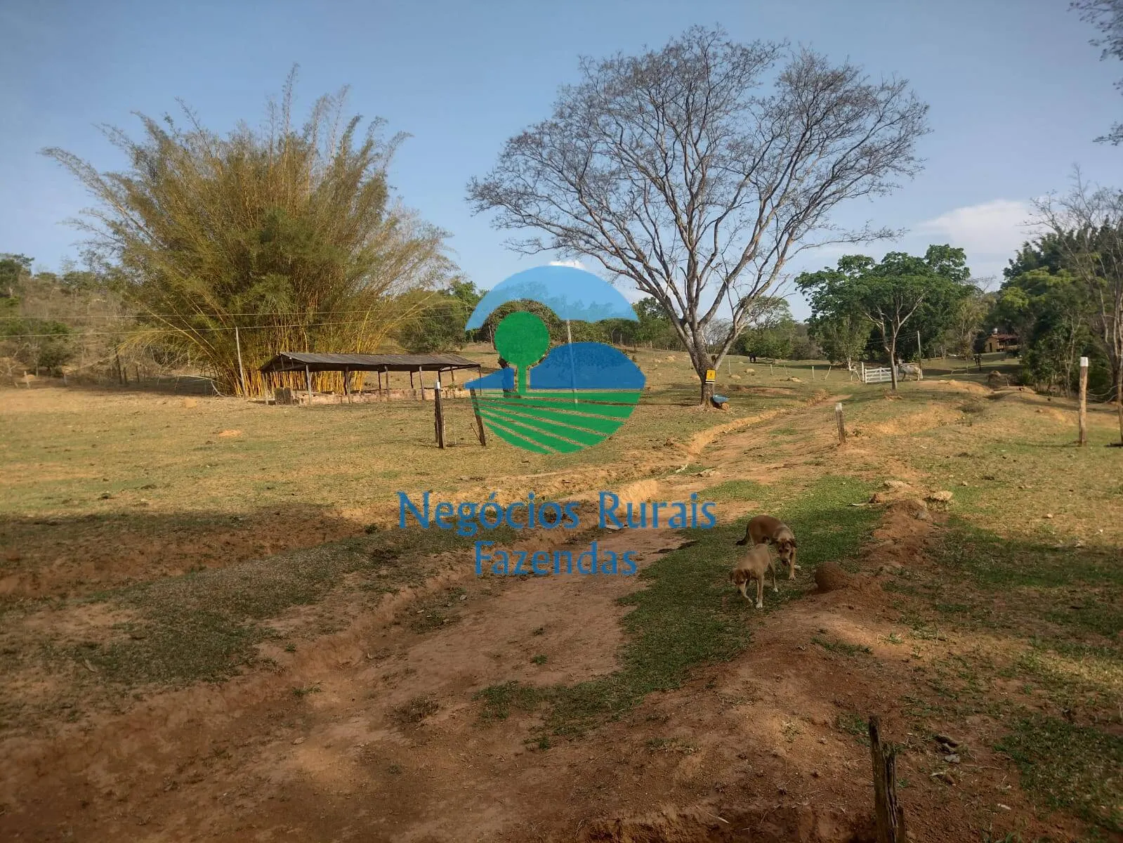 Fazenda à venda de 562 ha em Padre Bernardo, GO, Brasil