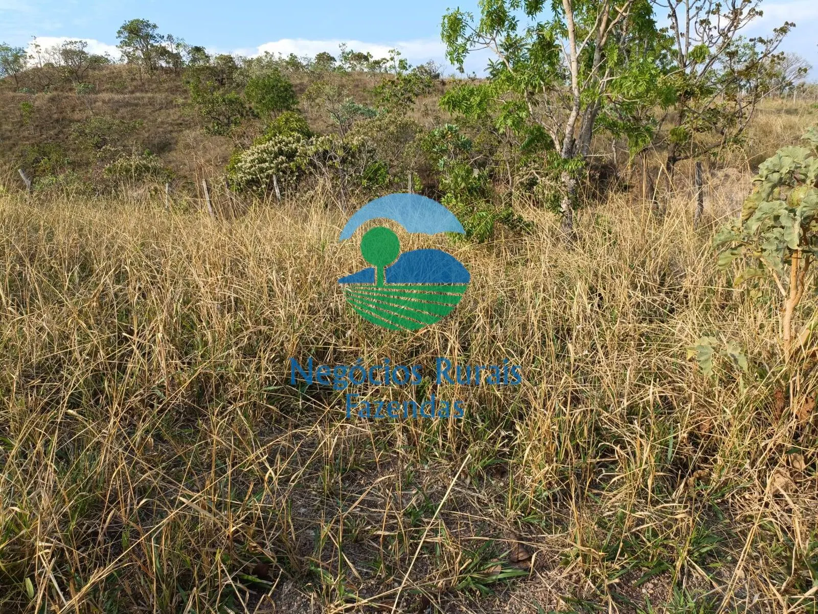 Fazenda à venda de 562 ha em Padre Bernardo, GO, Brasil