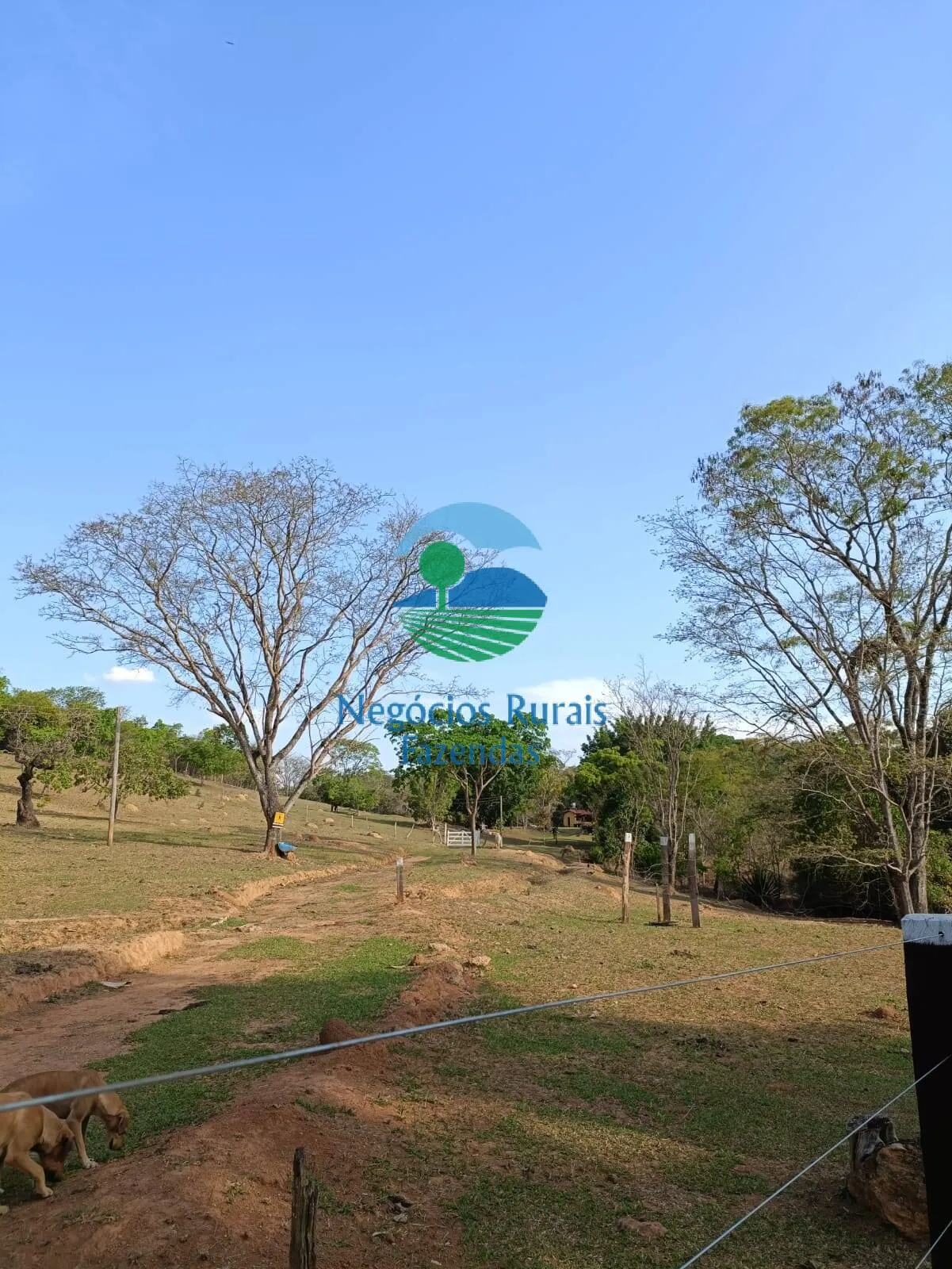 Fazenda à venda de 562 ha em Padre Bernardo, GO, Brasil