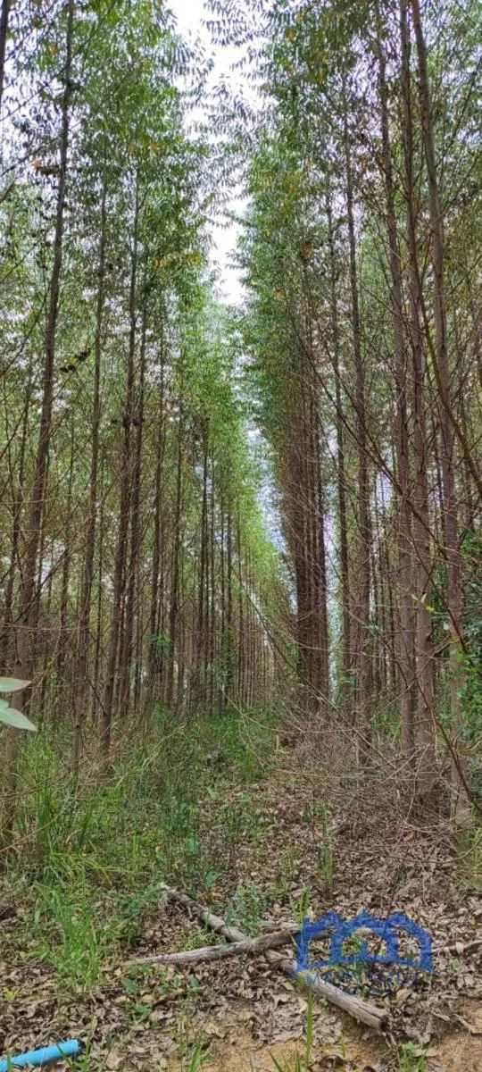 Fazenda à venda de 182 ha em São Miguel Arcanjo, SP, Brasil
