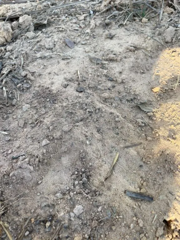 Fazenda à venda de 1.400 ha em Rondonópolis, MT, Brasil