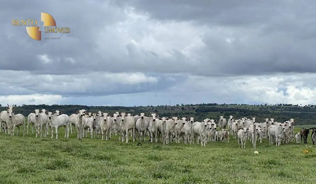 Fazenda à venda de 3.600 ha em Mineiros, GO, Brasil