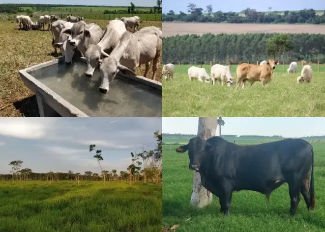 Comercial à venda de 1.200 ha em San Pedro de Ycuamandiyú, Paraguai